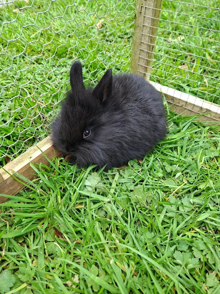1 zwarte raszuiver dwergkonijn leeuwenkopje, Dieren en Toebehoren, Konijnen, Mannelijk, Dwerg, 0 tot 2 jaar