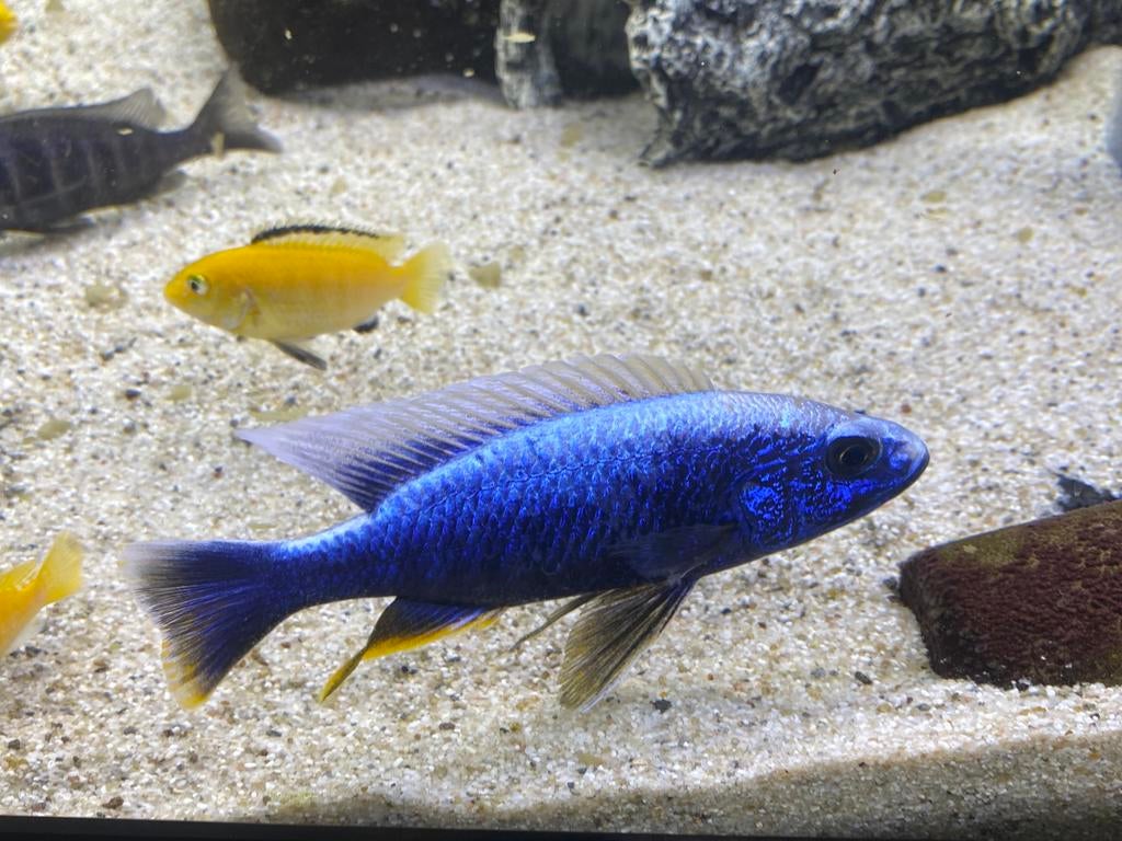 Poisson cichlidés africain du lac malawi, Poisson