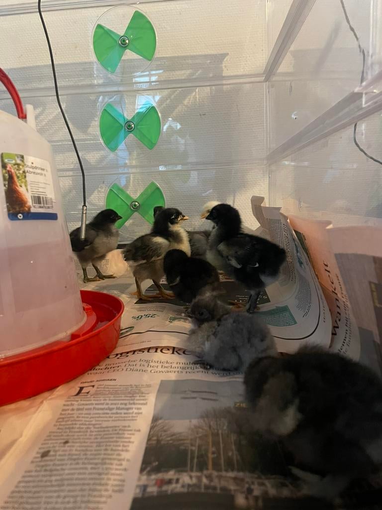 Kuikens -legkippen, Dieren en Toebehoren