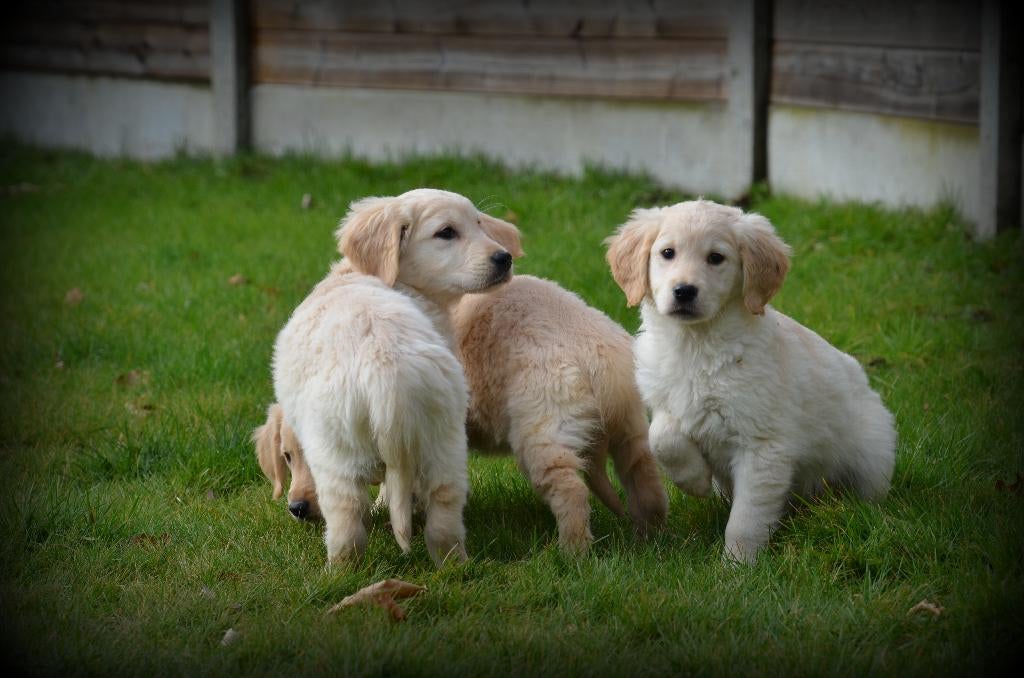 Golden Retriever pups, België, 15 weken tot 1 jaar, Teef, Meerdere