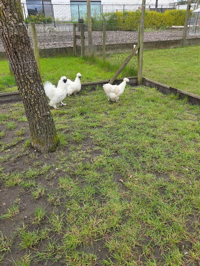 zijdehoenders, Dieren en Toebehoren, Kip