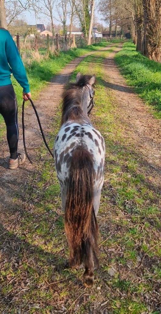 Mini cheval, étalon en fourrure de panthère appaloosa de lux, Animaux & Accessoires, Animaux Autre, Mâle, Mai