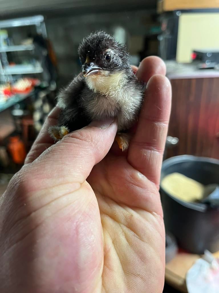 Eendags kuikens cochin kriel, Dieren en Toebehoren