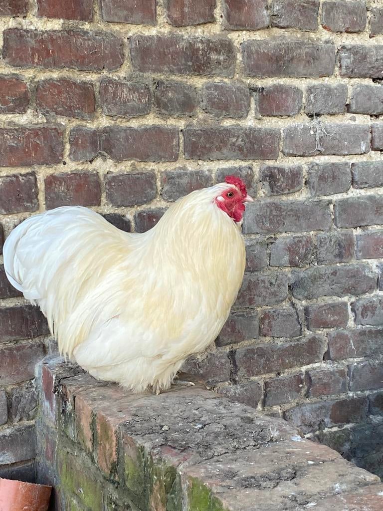 Haantje, Dieren en Toebehoren, Pluimvee