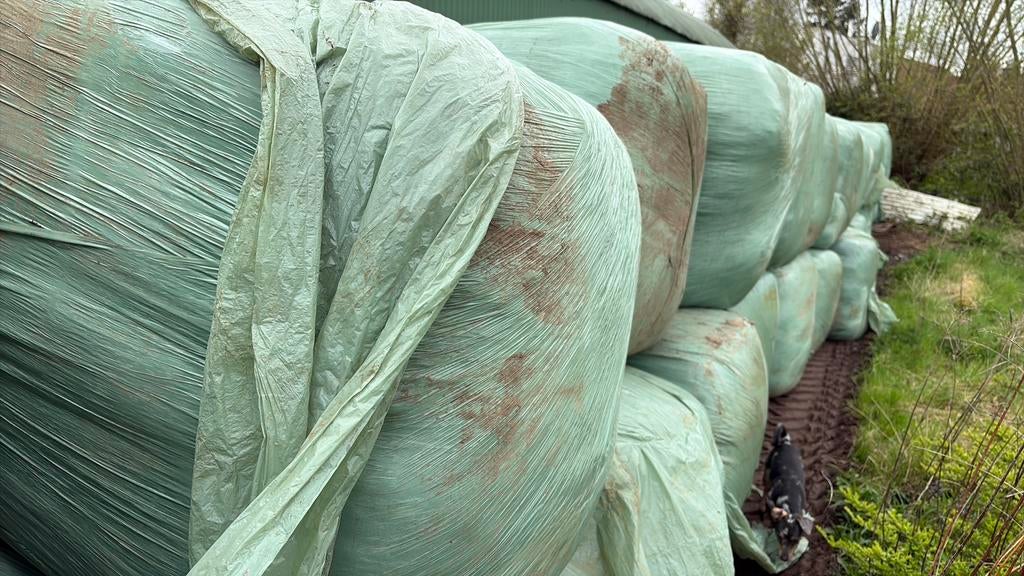 Voordroog te koop, Dieren en Toebehoren, Ophalen