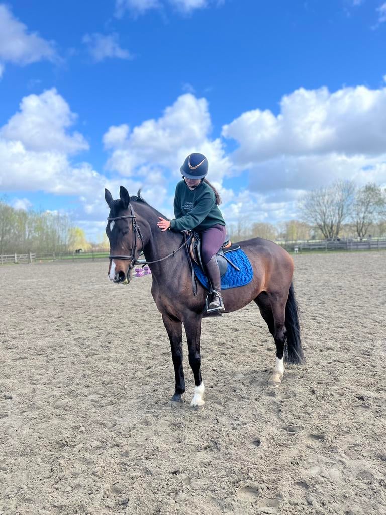 Lief betrouwbaar (gezins)paard te koop, Enlèvement, Comme neuf, Récréation