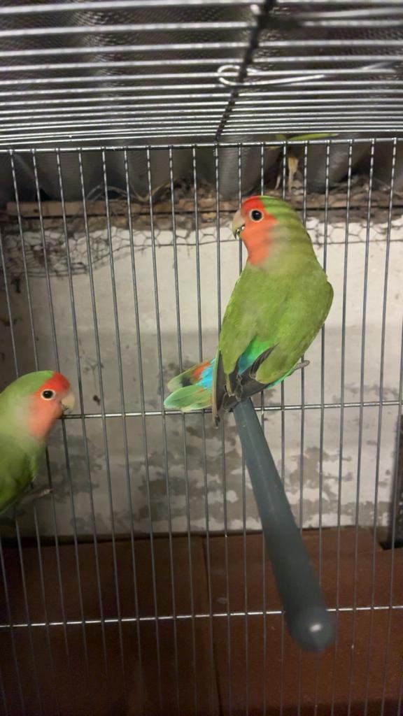 Vogels, Dieren en Toebehoren, Vogels | Parkieten en Papegaaien