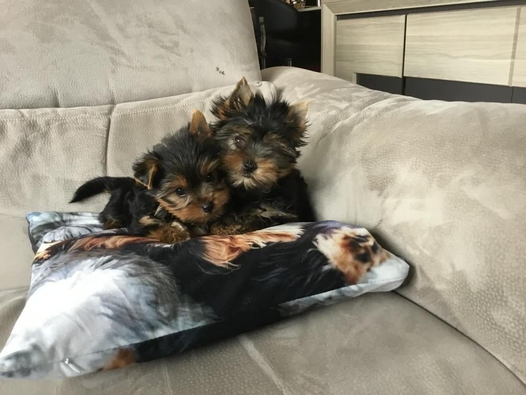 2 Yorkshire Reutjes geb 21/1/26 bijna 11weken oud 2 broers, Dieren en Toebehoren, Parvo, België, 8 tot 15 weken, Meerdere