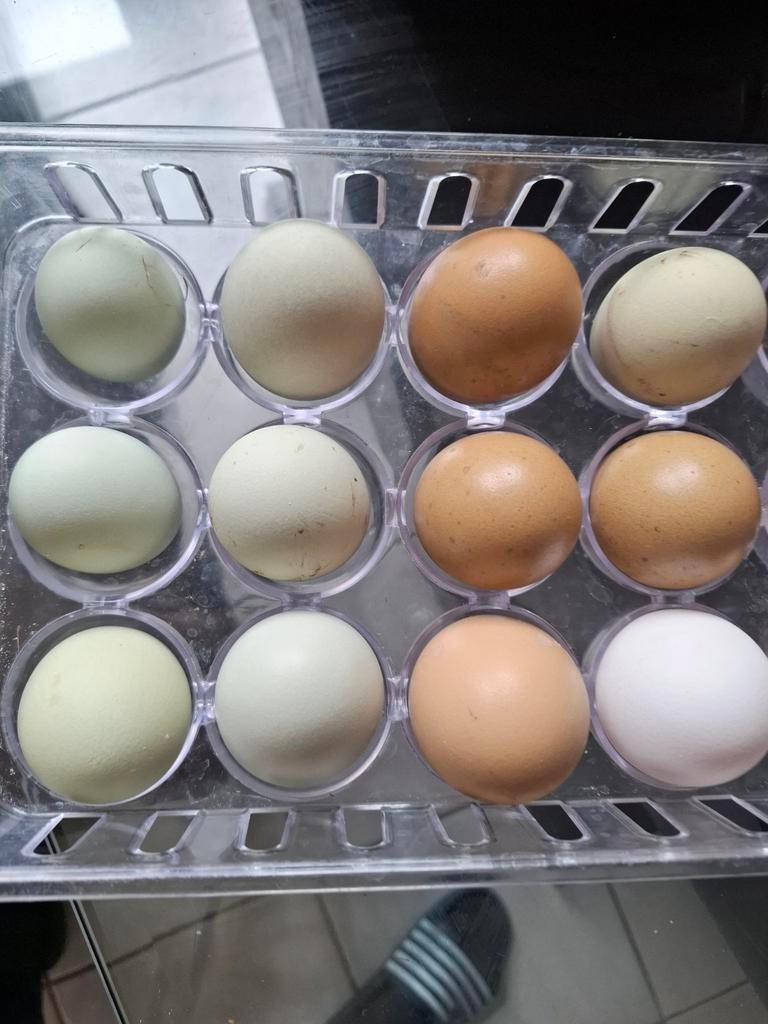 Œufs araucanas, Enlèvement ou Envoi