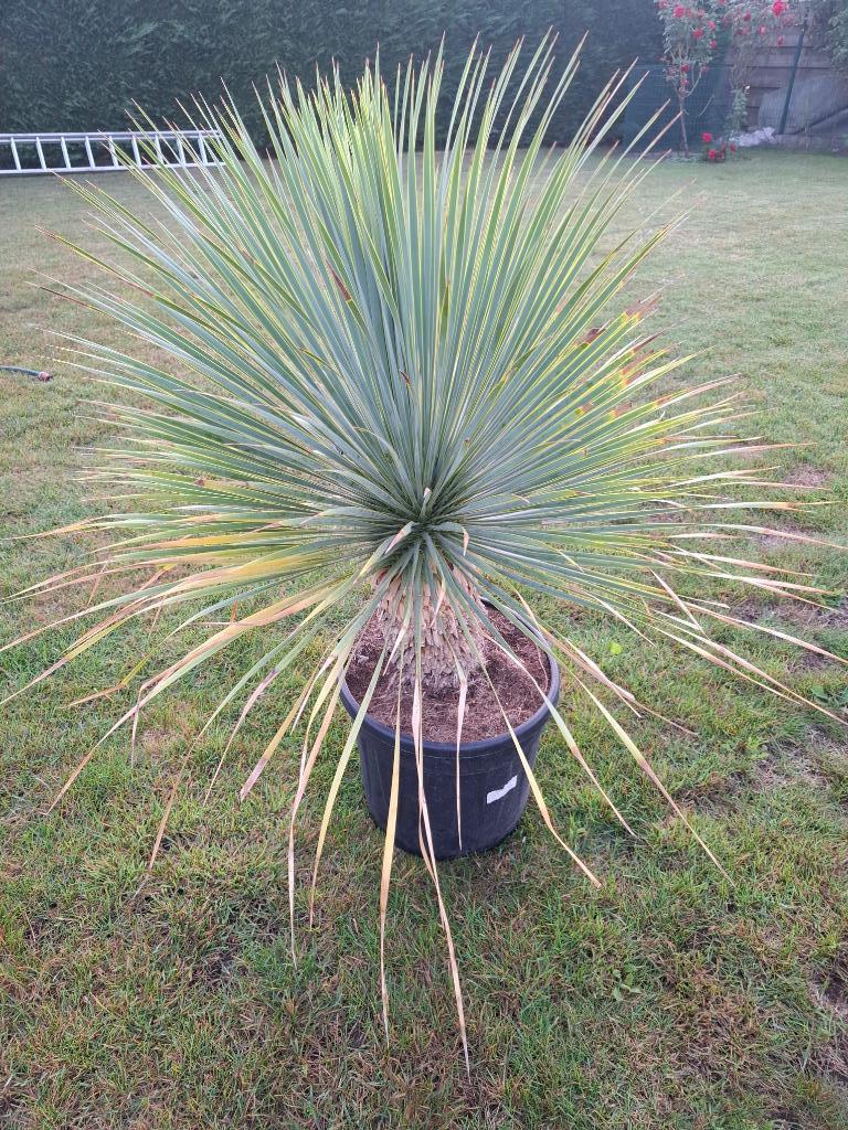 Mooie Yucca Rostrata, Minder dan 100 cm, Zomer, Palmboom, Ophalen