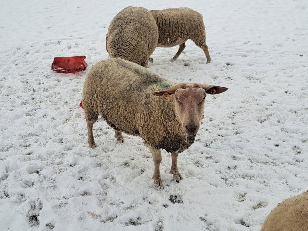 Charrollais ram VERKOCHT, Dieren en Toebehoren, Schapen, Geiten en Varkens