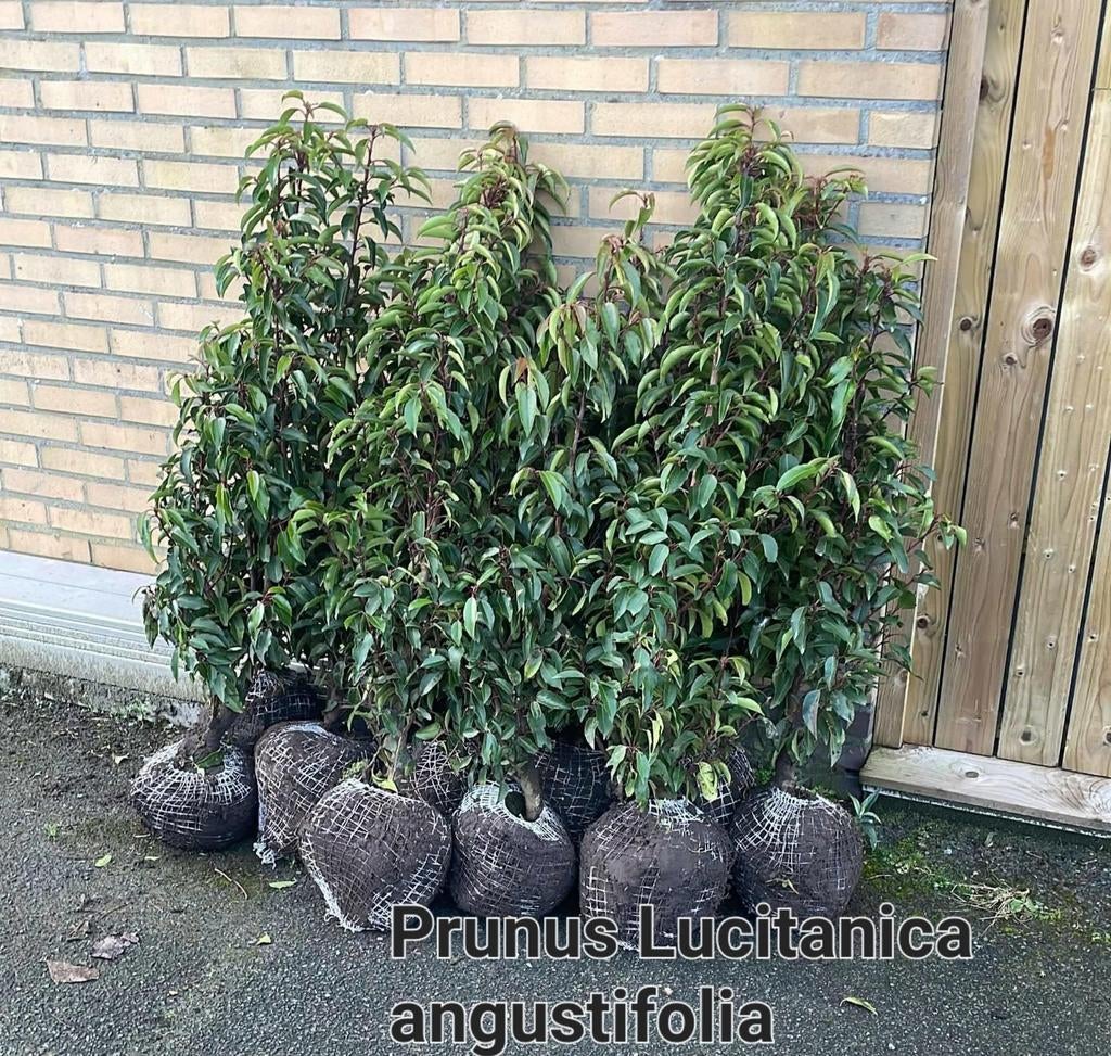 ‼️portugese laurier aan promoprijzen ‼️, Enlèvement