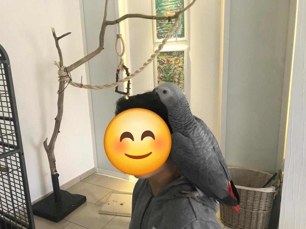 Perroquet à queue rousse gris avec cage, Perroquet, Domestique