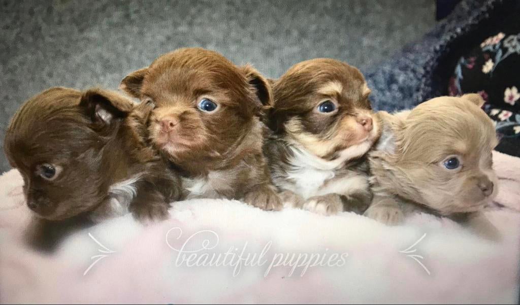 Chihuahua pups bij partuculier, Particulier, Belgique, 8 à 15 semaines, Sexe inconnu