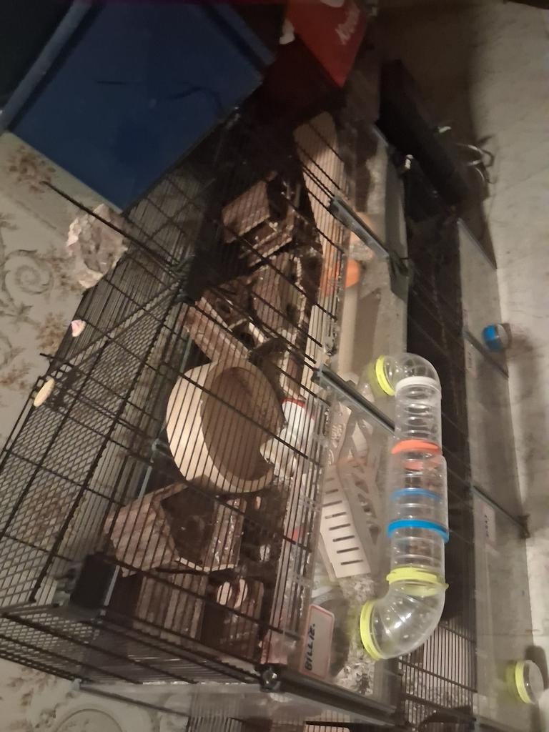 Hamster kooi met hamster, Dieren en Toebehoren, Ophalen, Kooi, Hamster