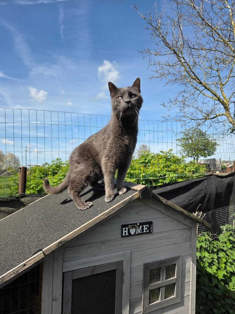 Konijnenhok, Dieren en Toebehoren, Ophalen, 90 cm of meer, Konijn, Hok