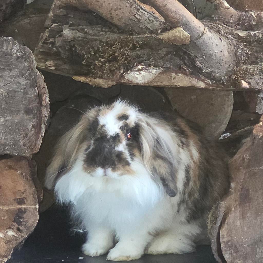 Recherche famille d acceuil, Mannelijk