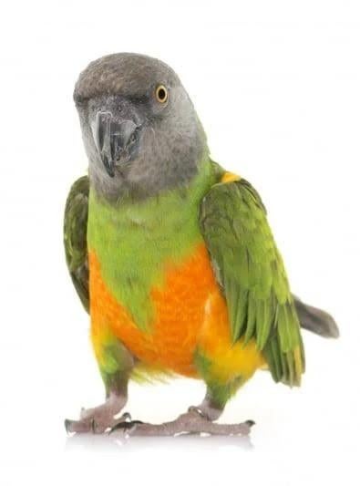 Perroquet recherche, Animaux & Accessoires, Perroquet