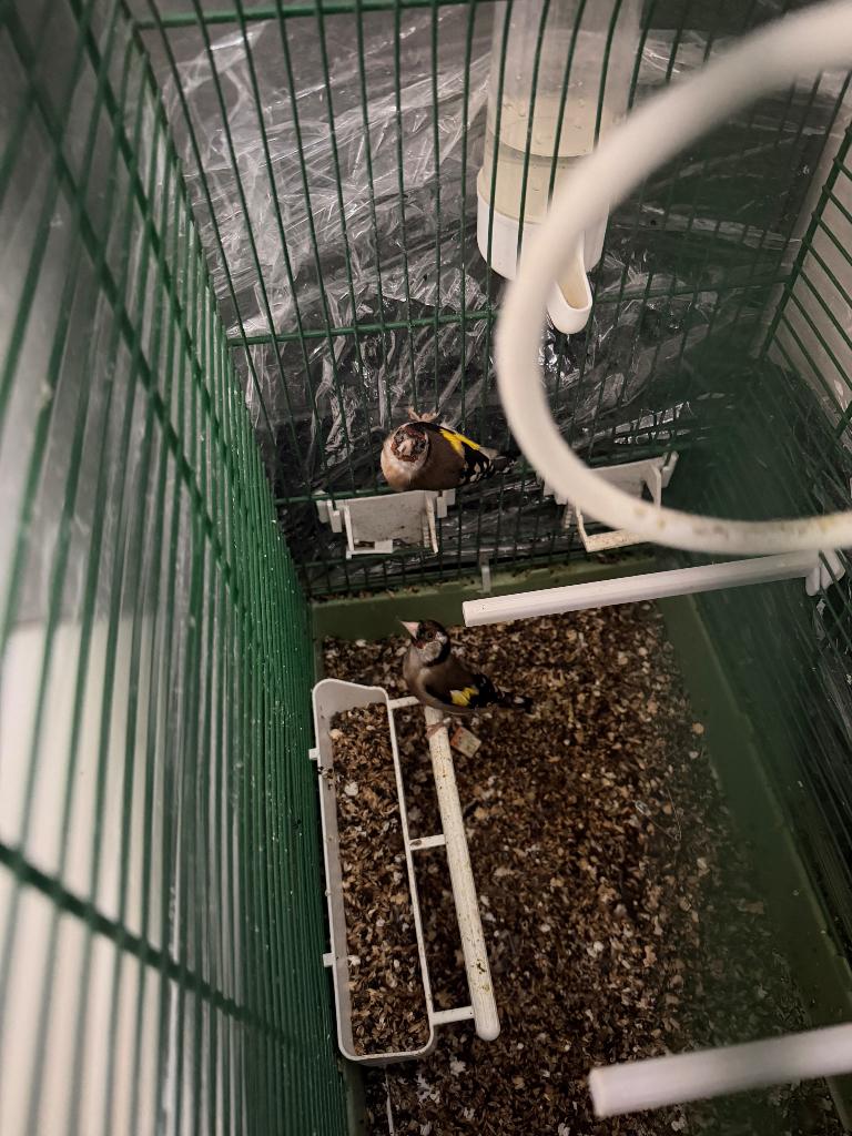 Chardonnerets, Animaux & Accessoires, Enlèvement