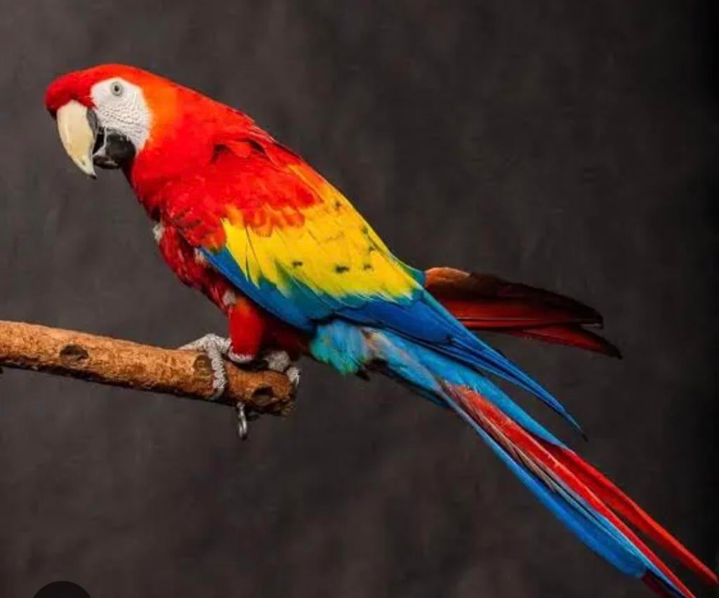 Te koop gevraagd, Dieren en Toebehoren, Vogels | Parkieten en Papegaaien