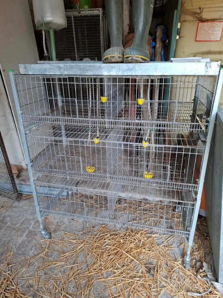 Opkweekkooi  kippen, Dieren en Toebehoren