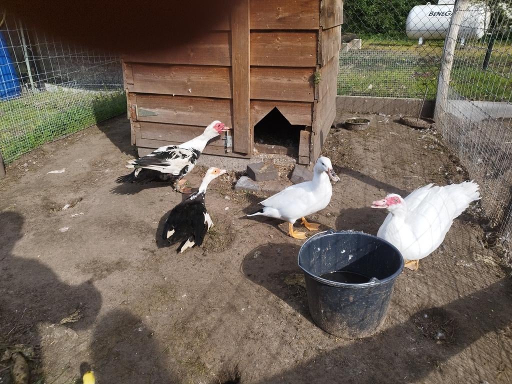 Barberie eend, Dieren en Toebehoren, Pluimvee, Eend