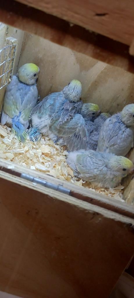 Perruches arc-en-ciel, Plusieurs animaux, Perruche, Domestique