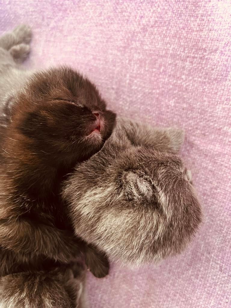 Donkerbruin half lang harig kitten, Dieren en Toebehoren, Katten en Kittens | Raskatten | Langhaar, Geslacht onbekend, 0 tot 2 jaar
