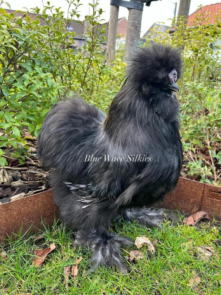 Zijdehoen zwart haantje van 09/25, Dieren en Toebehoren