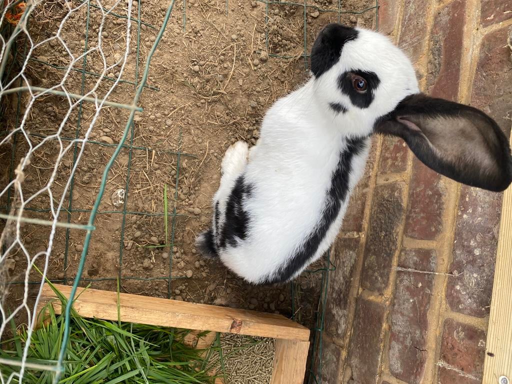 Reuze vlinder, Dieren en Toebehoren, Konijnen, Mannelijk, Groot, 0 tot 2 jaar
