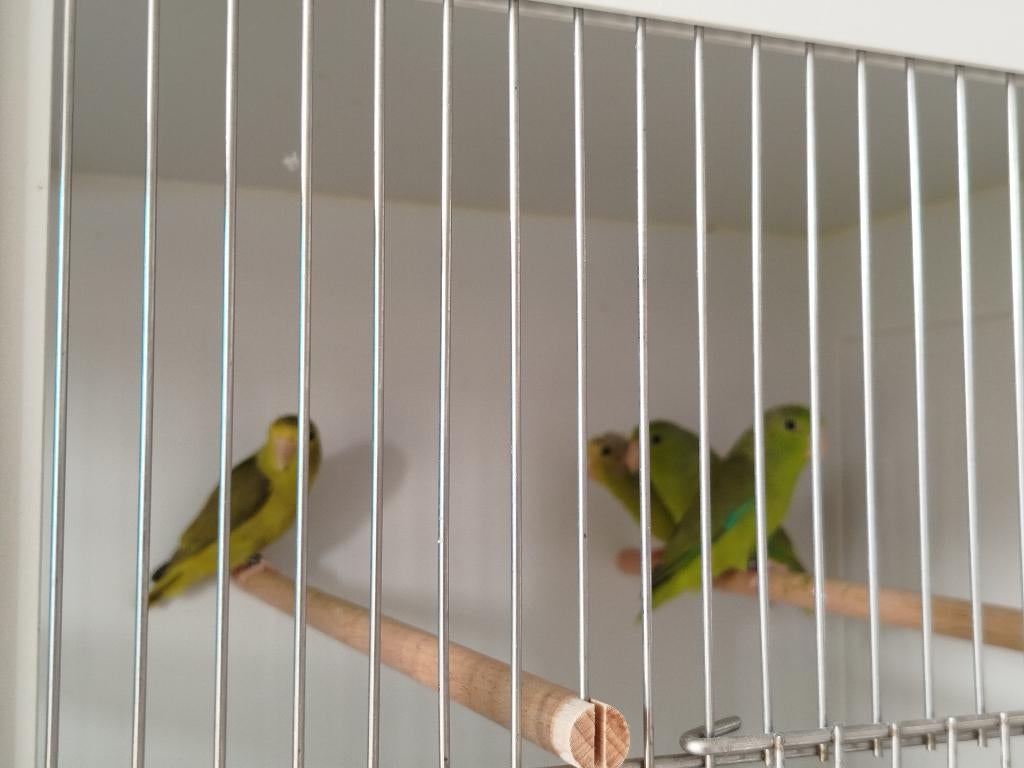 Forpus groenstuiten, Dieren en Toebehoren, Vogels | Parkieten en Papegaaien