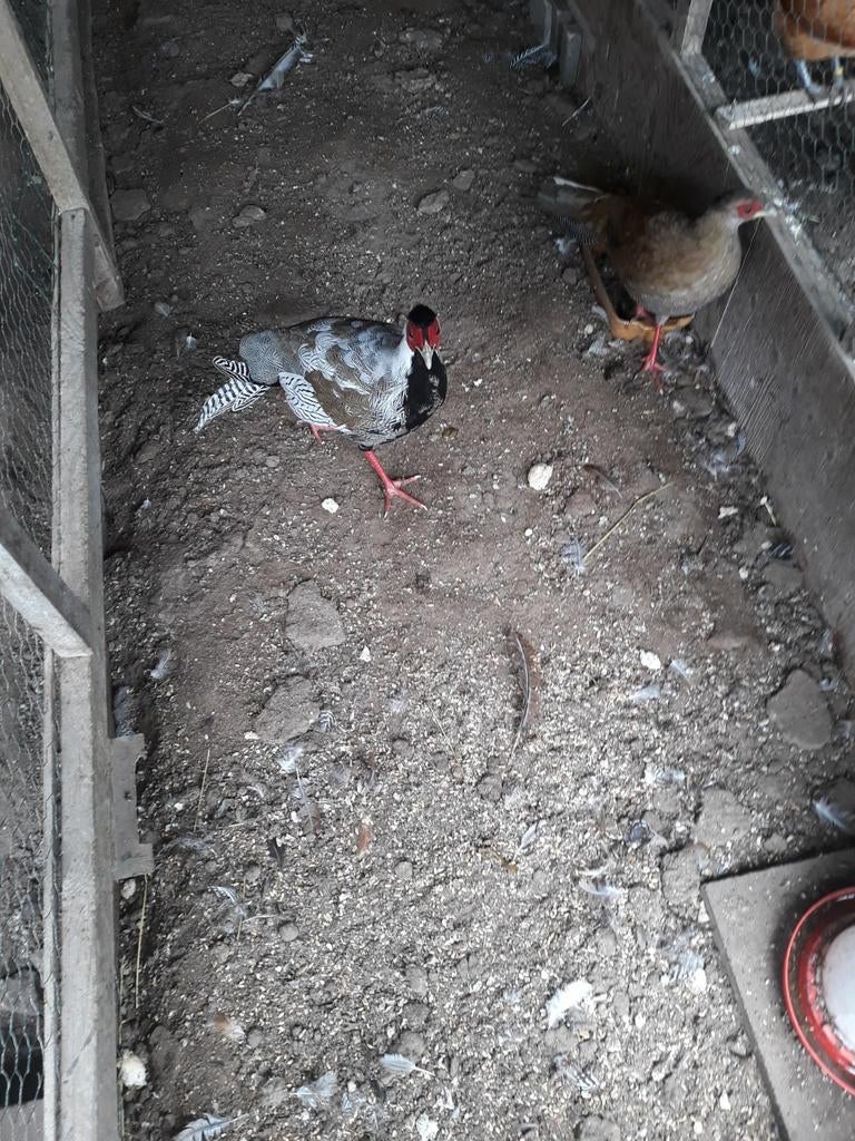 Broedeieren zilverfazant, Dieren en Toebehoren, Pluimvee