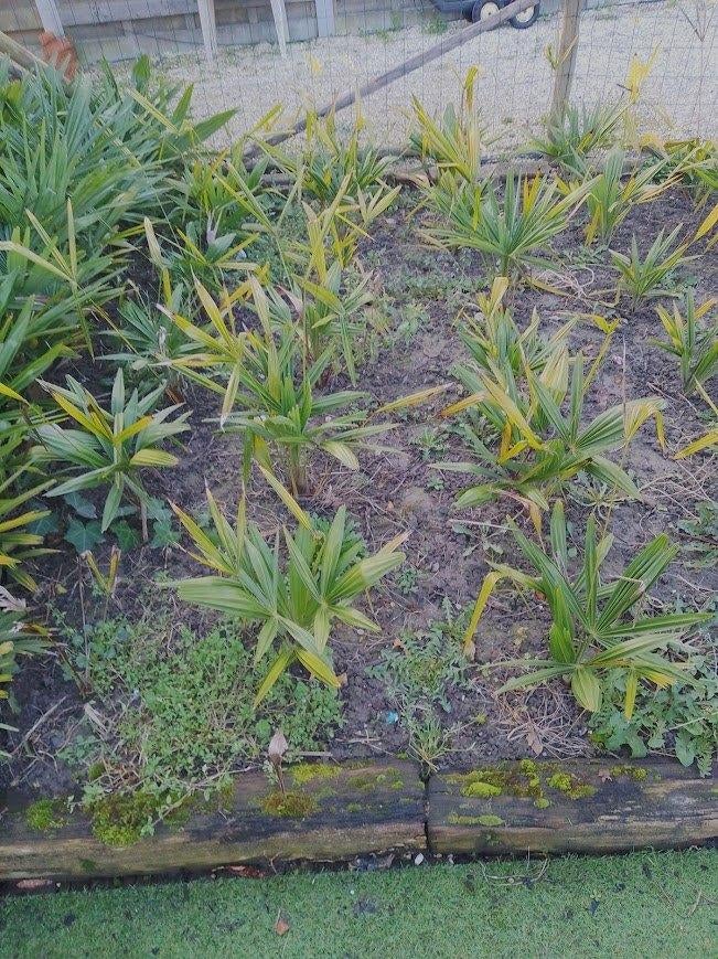 palmbomen, Tuin en Terras, Winter, Halfschaduw, Minder dan 100 cm, Palmboom