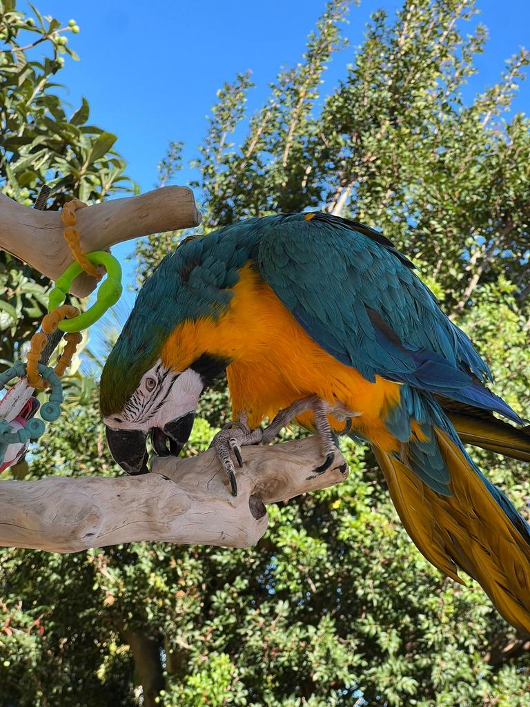 ara of ara met handicap gezocht, Dieren en Toebehoren, Vogels | Parkieten en Papegaaien, Meerdere dieren, Papegaai, Geringd