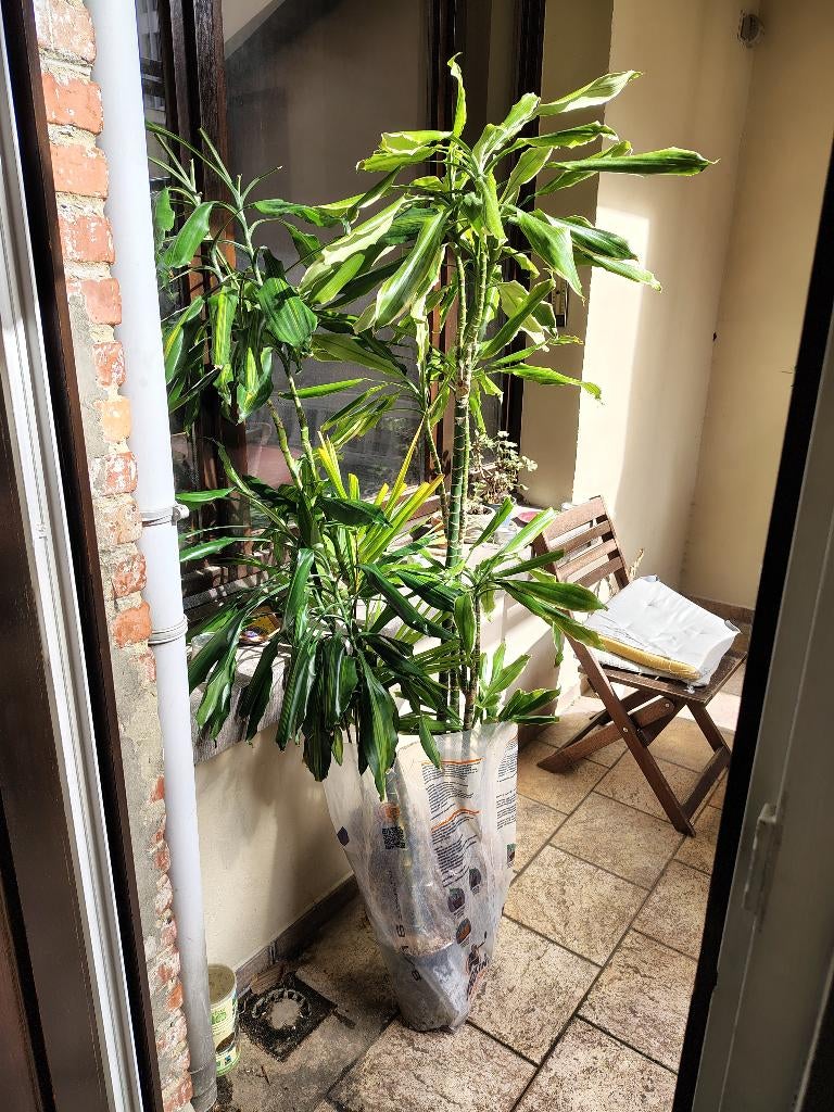 Lot de plantes divers arbuste arbre d'intérieur tropical, Plante succulente, Enlèvement, 100 à 150 cm, Plante verte