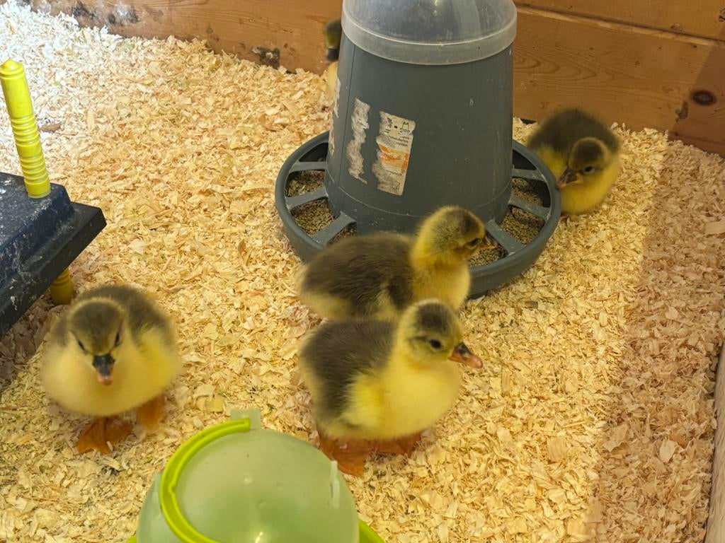 Kuikens vlaamse gans, Ophalen, Zo goed als nieuw