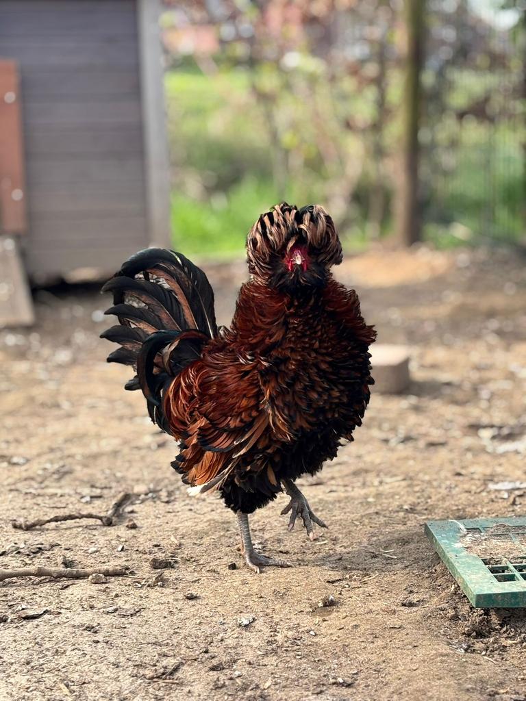 MOETEN WEG!! Padua haantjes