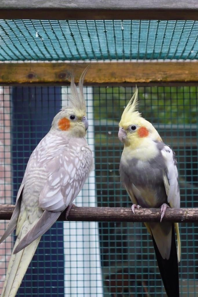 Gezocht koppel valkparkieten, Dieren en Toebehoren