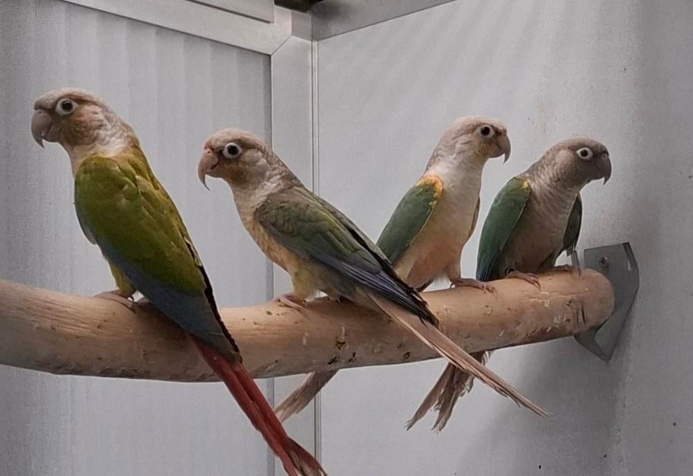 Toutes sortes d'oiseaux et de cages de reproduction à vendre