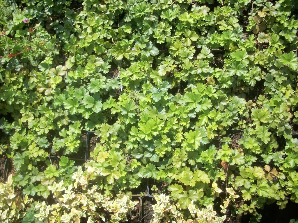 Waldsteinia bodembedekker met gele bloemetjes, Tuin en Terras, Ophalen, Bodembedekkers, Vaste plant, Halfschaduw