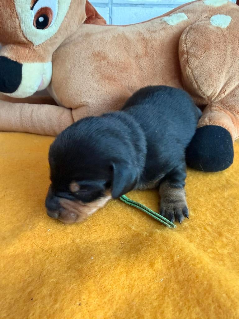 Dwergteckel pups, Dieren en Toebehoren, Parvo, België, 8 tot 15 weken, Korthaar