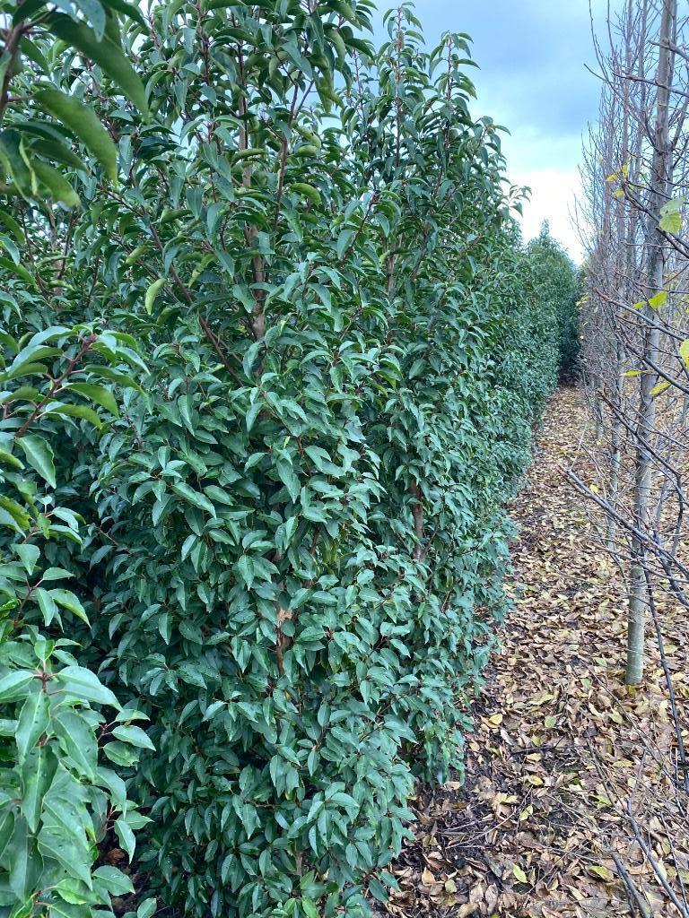 Prunus lusitanica Angustifolia, Tuin en Terras, Planten | Struiken en Hagen, Ophalen, Laurier, Haag, 100 tot 250 cm