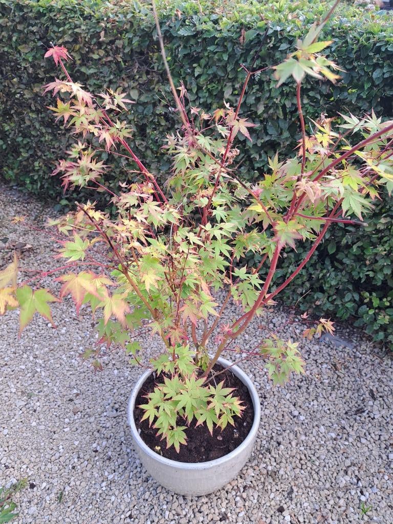Érable japonais - Acer Palmatum, Jardin & Terrasse, Enlèvement, Automne