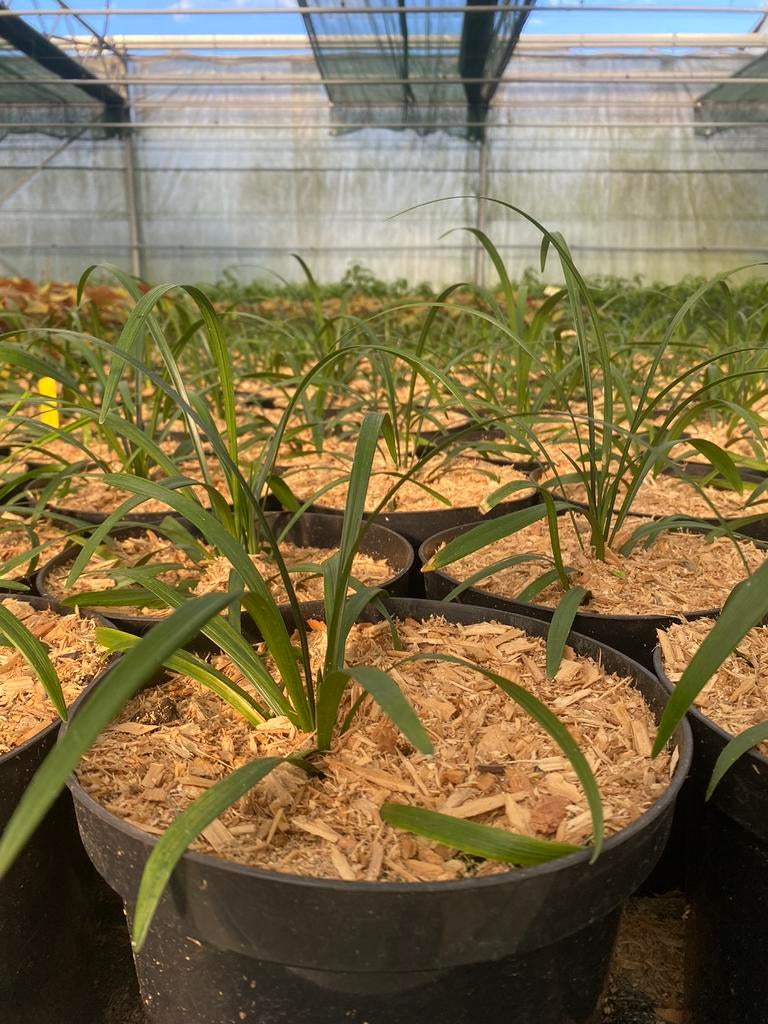 Liriope muscari 'Royal Purple', Vaste Plant, Ophalen, Vaste plant, Halfschaduw