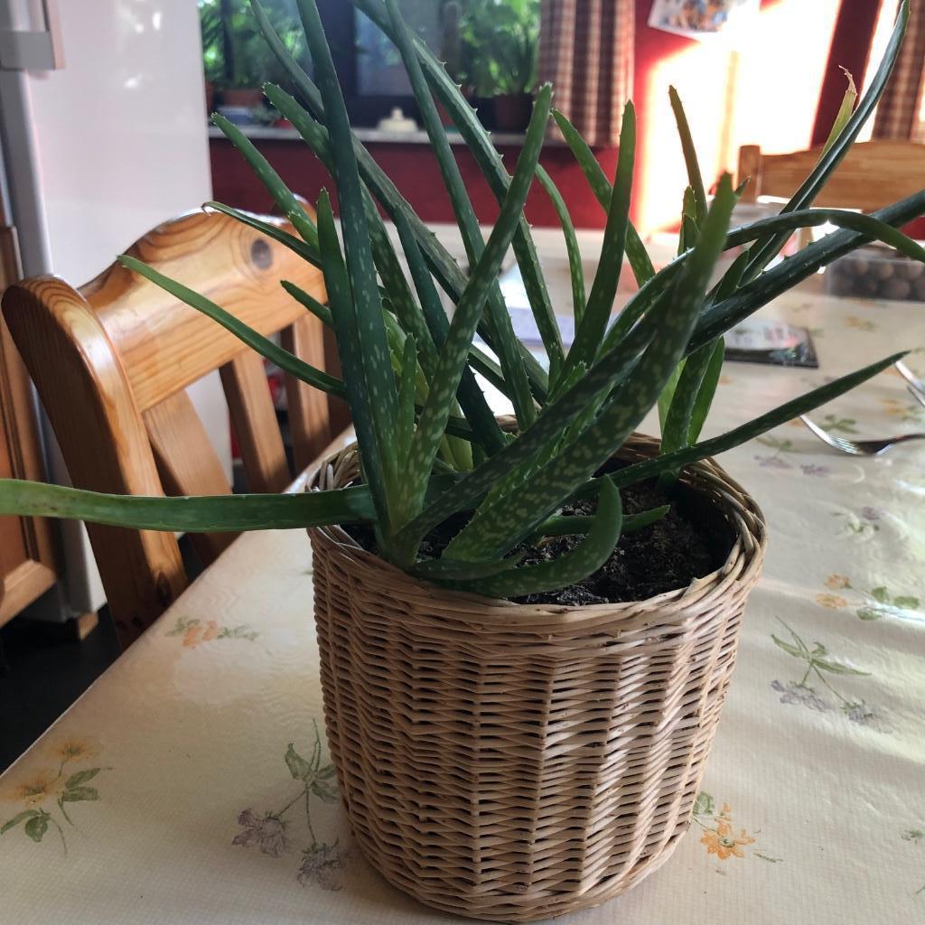 Plusieurs Aloe Veras dans un cache-pot en osier, Maison & Meubles, Plante succulente, En pot, Enlèvement ou Envoi, Plante à fleurs