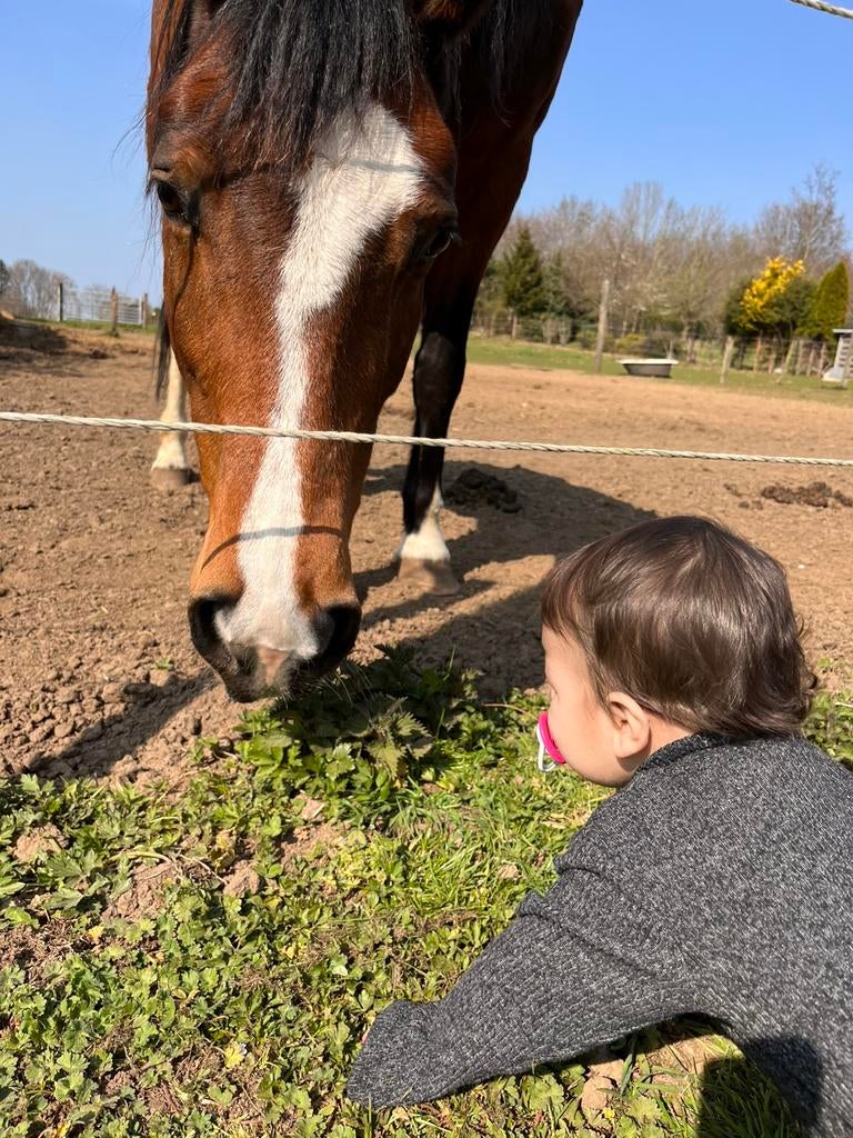Gratis paarden mest, Ophalen, Mest