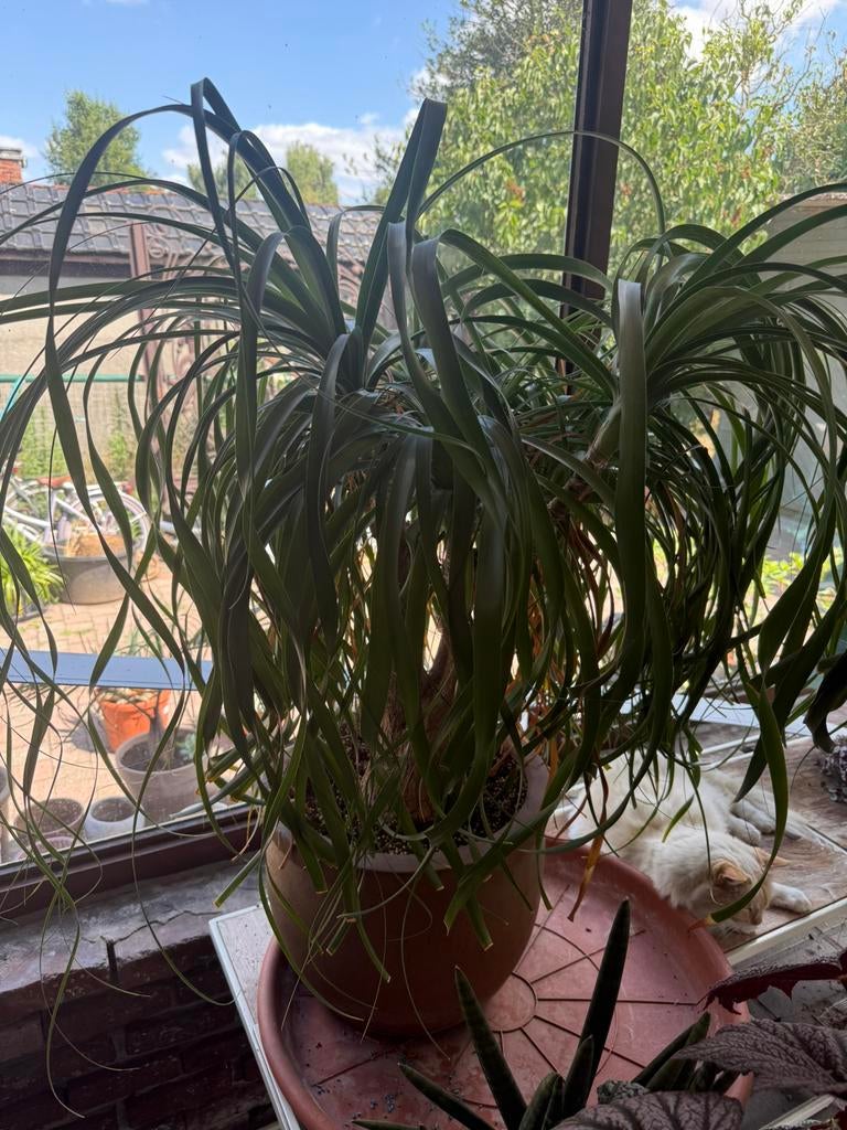 Olifanten poot Beaucarnea Flesseboom, Enlèvement