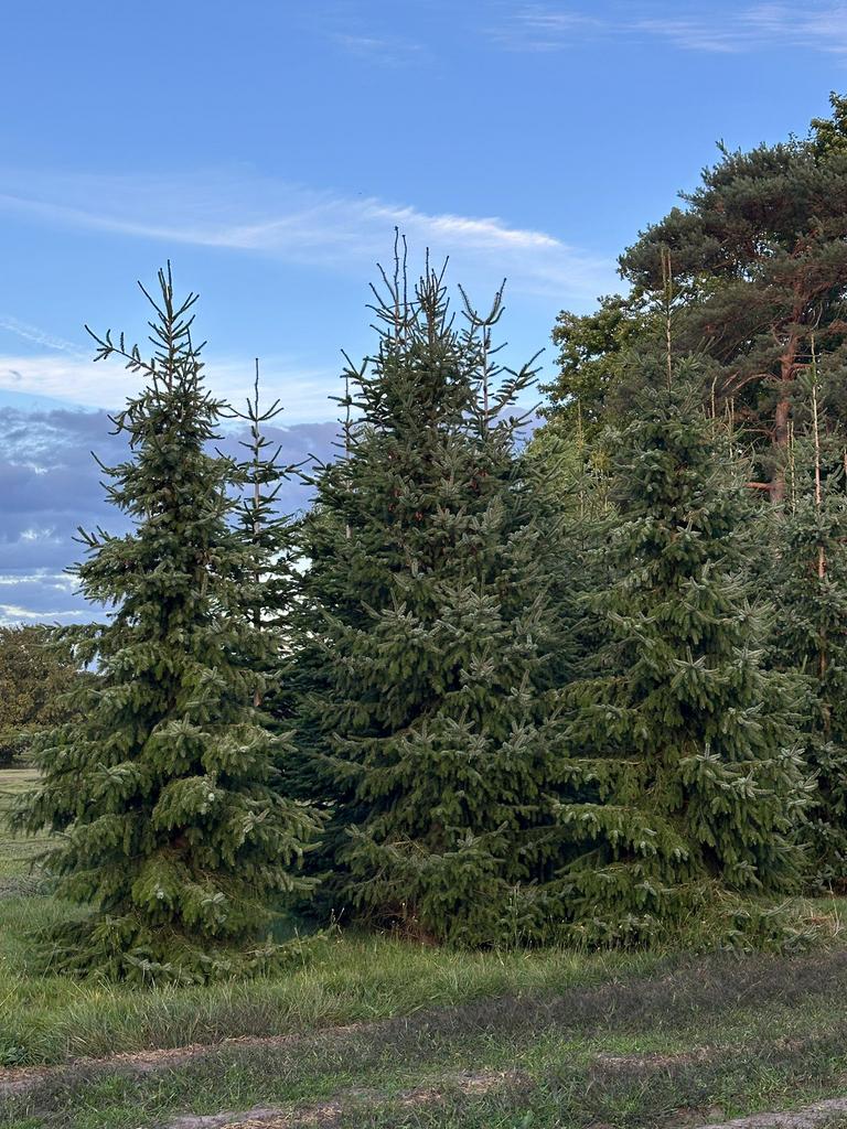 Grote kerstbomen te koop ( zilverspar ) Tussen de 5M en 6M, Ophalen