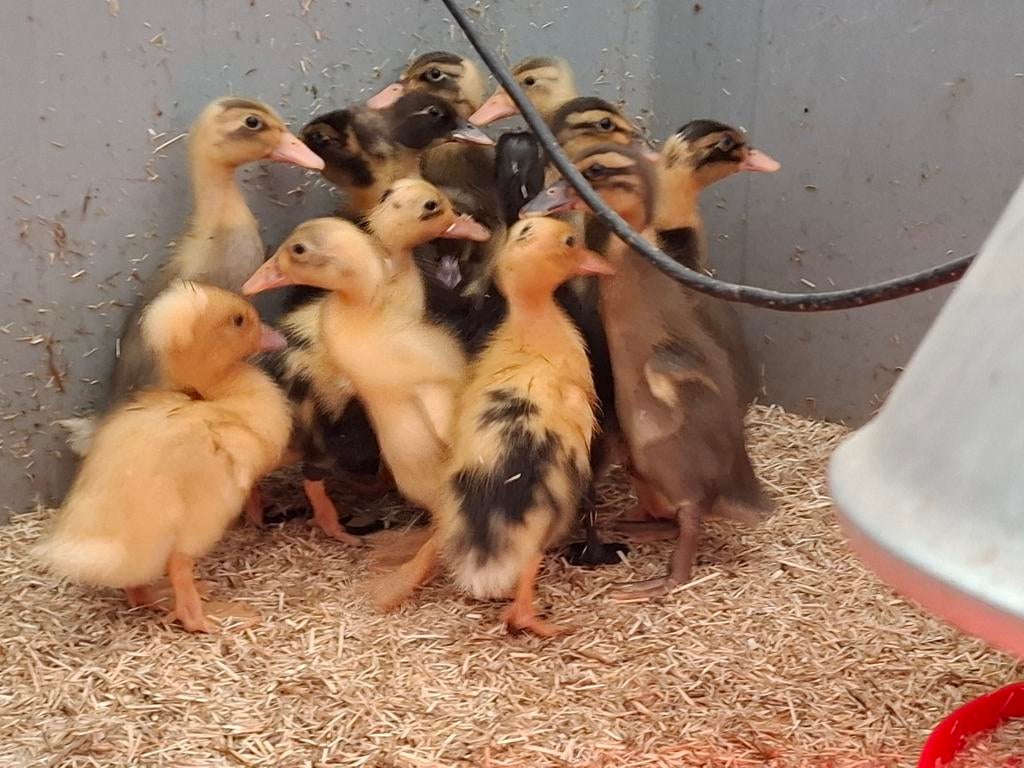 Kuikens van loopeenden eendjes loopeendjes