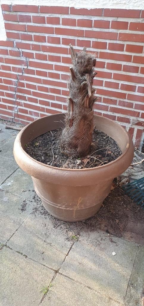 Grand pot en plastic dur pour fleurs, plante ou petit arbre, Jardin & Terrasse, Enlèvement, Pierre